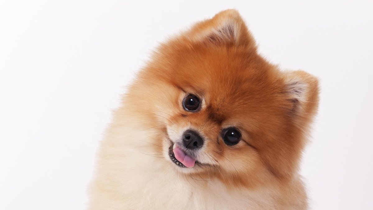 Золотистый ретривер Чарли