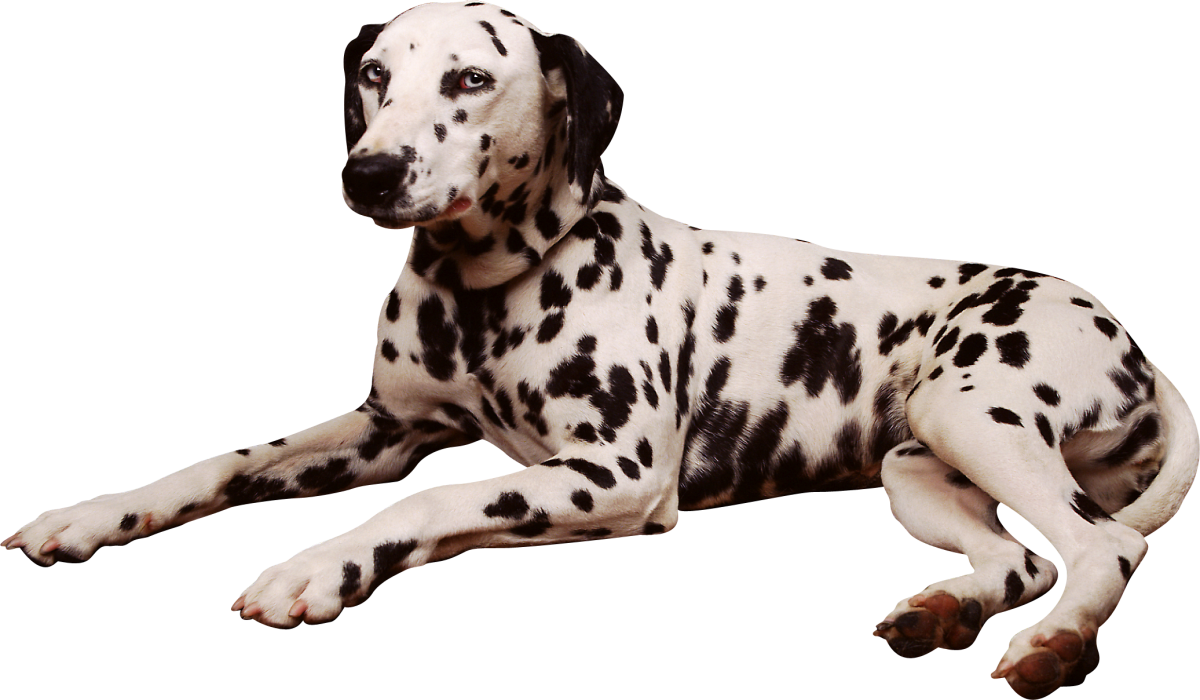 Щенки далматинца черные