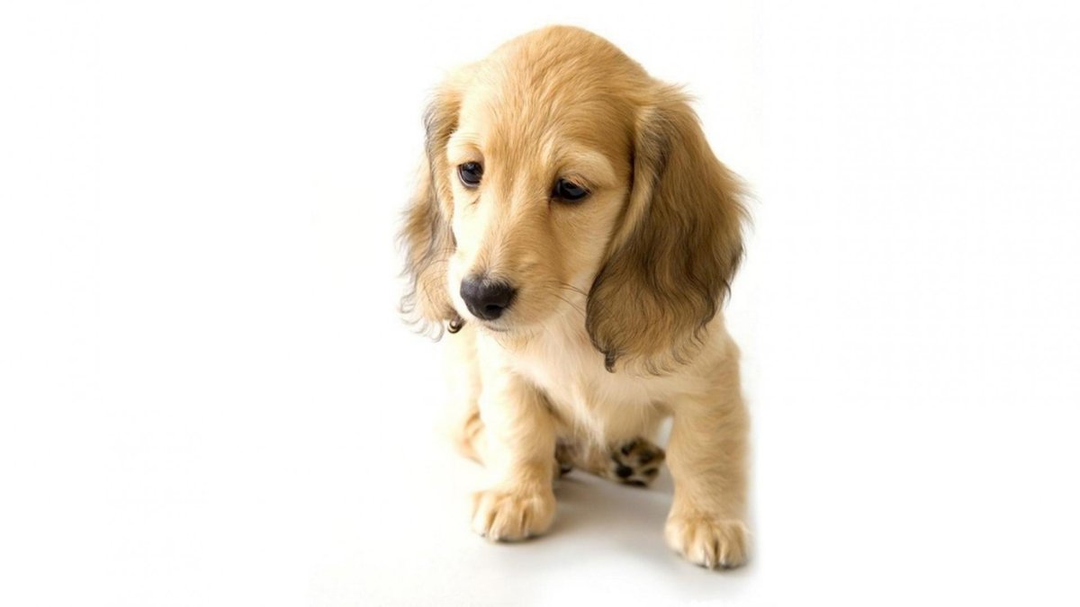 Йоркширский терьер