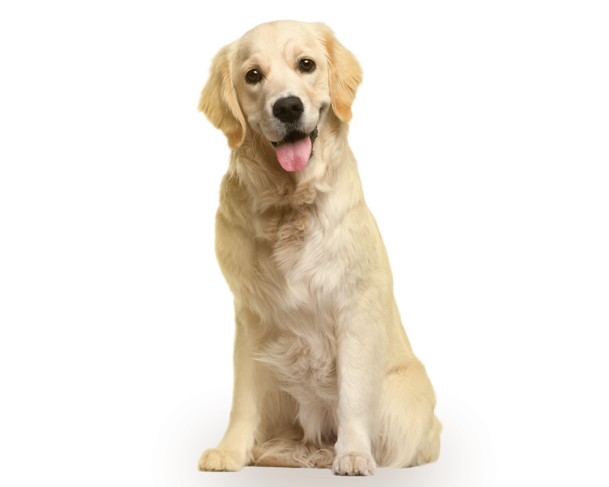 Чау-чау собака щенок