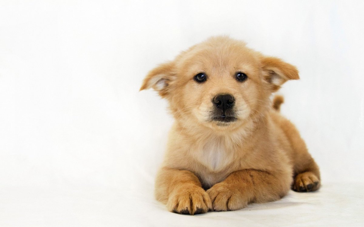 Щенок на белом фоне