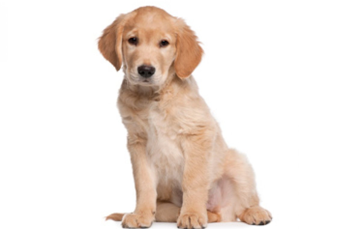 Лабрадор и Джек Рассел