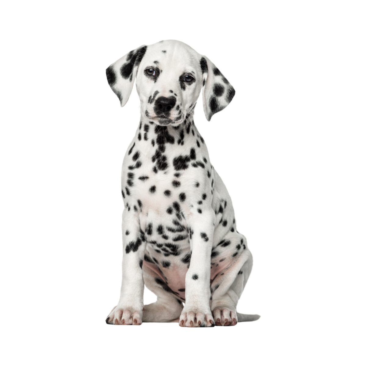 Такса длинношерстная шоколадная