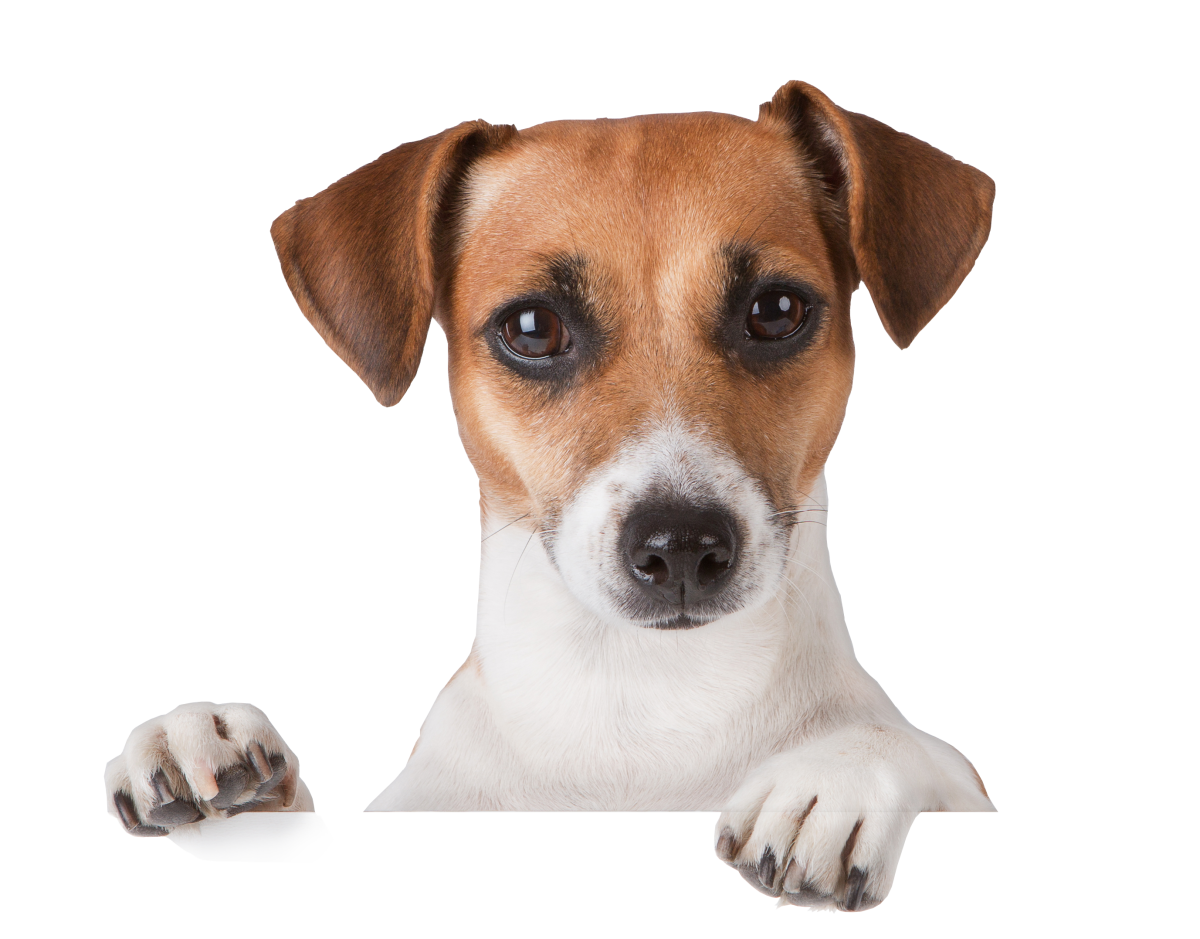 Йоркширский терьер