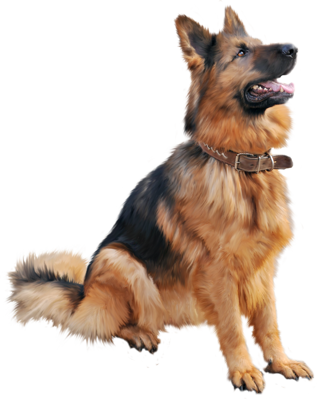 Длинношерстный английский бульдог