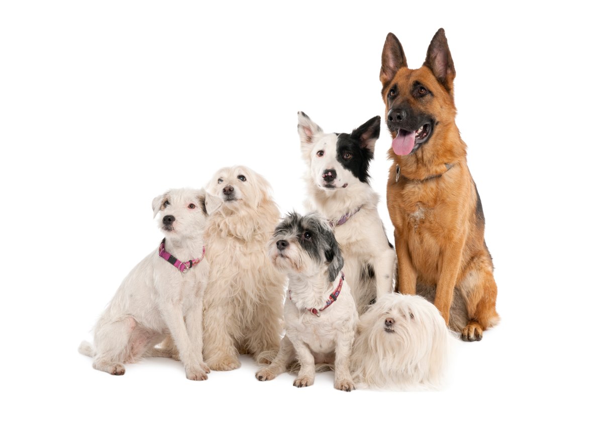 Собака на белом фоне