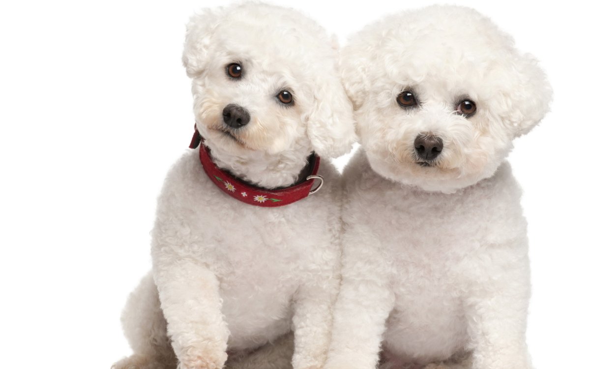 Три собаки на белом фоне