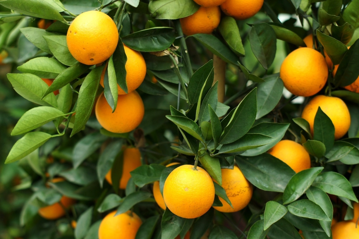 Мандарин дарахти