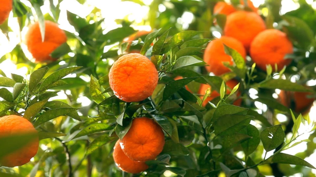 Турунч апельсиновая роща