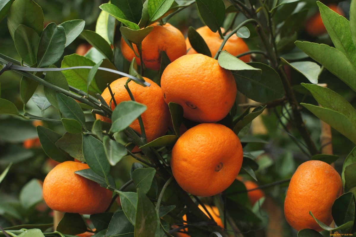 Мандарин уншиу широколистный