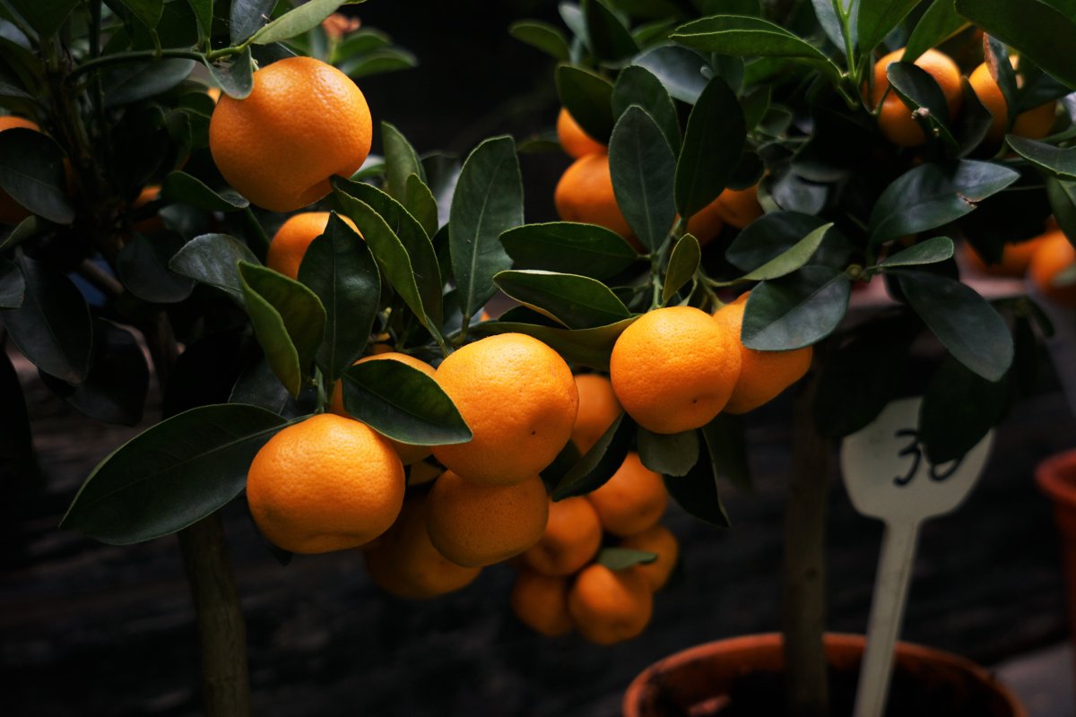 Апельсин (Citrus sinensis)