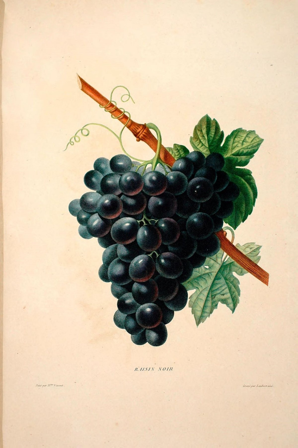 Виноград символ