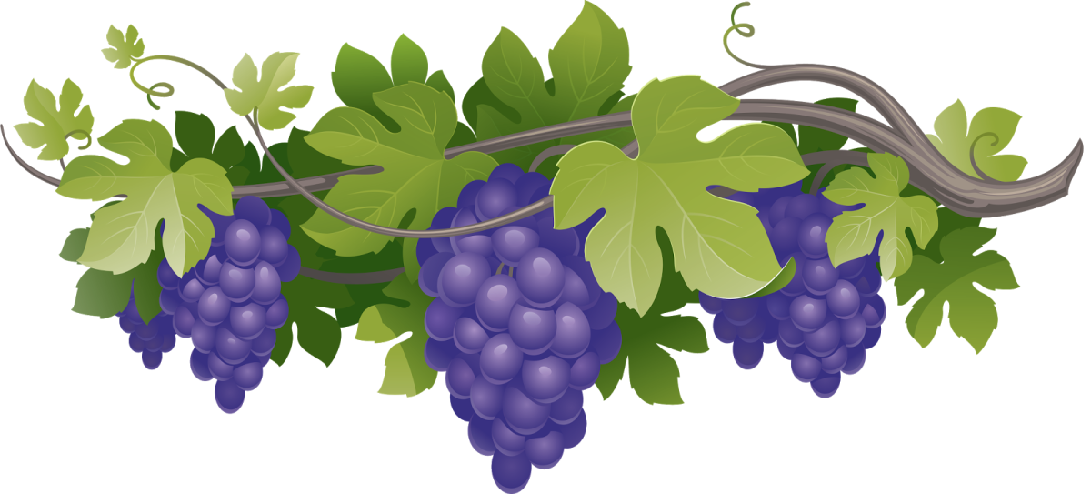 Виноградная лоза вектор вектор