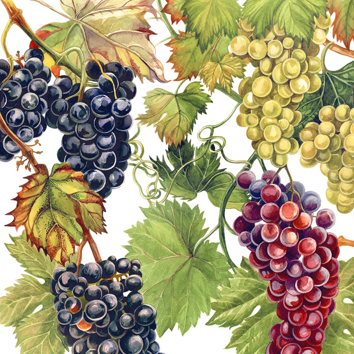 Гроздь винограда и вино