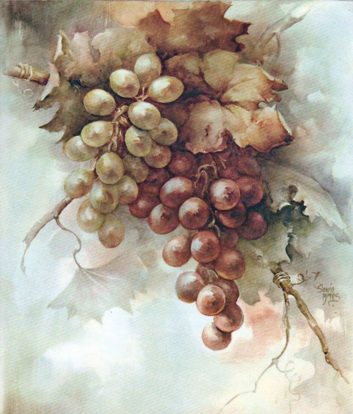 Гроздь винограда на столе