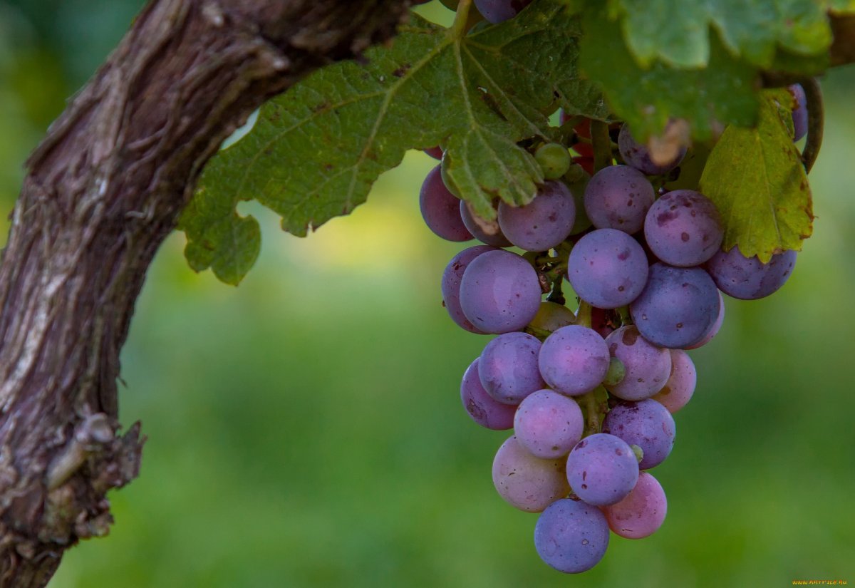 Сиреневый виноград