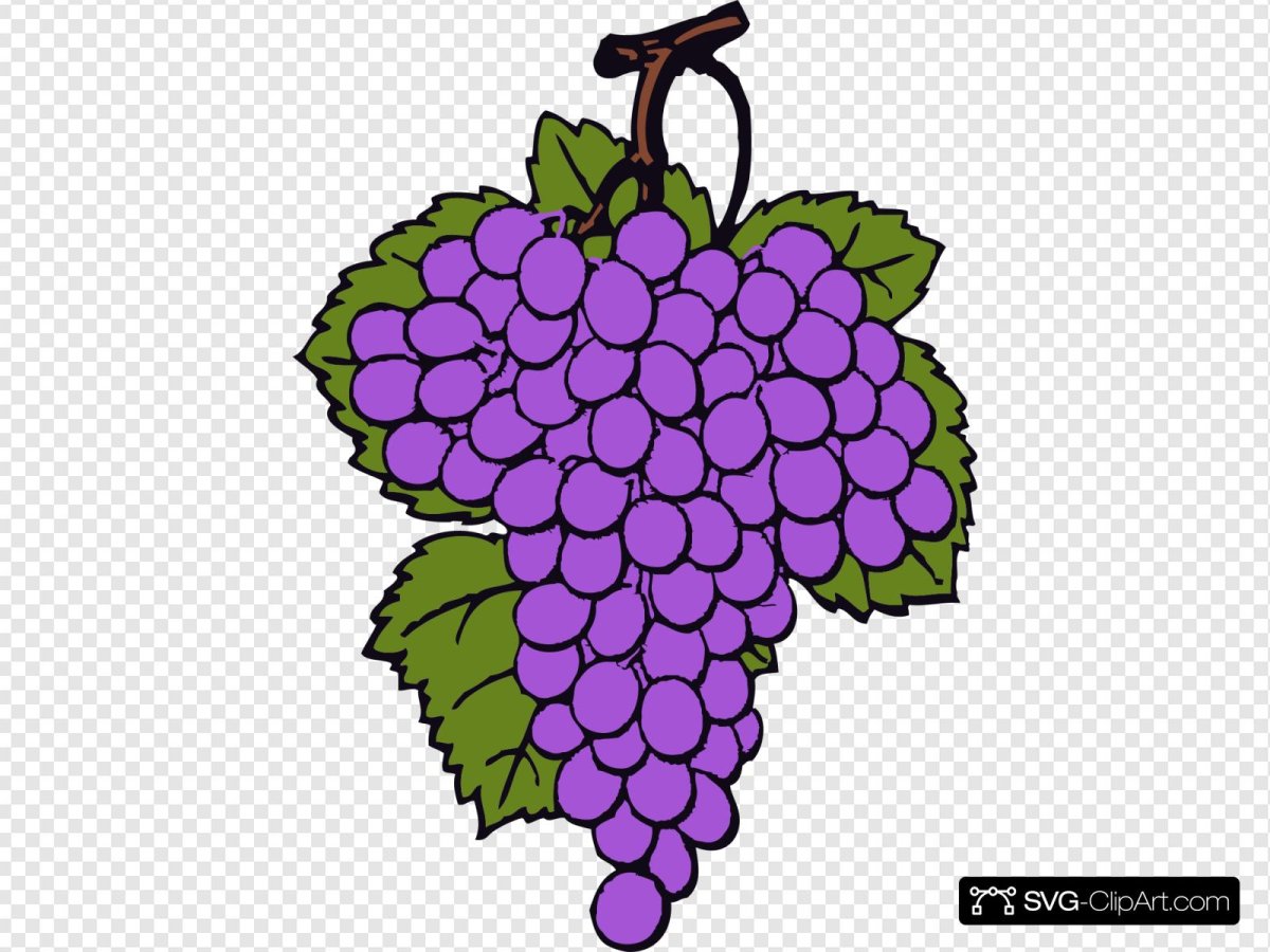 Vitis vinifera цветы