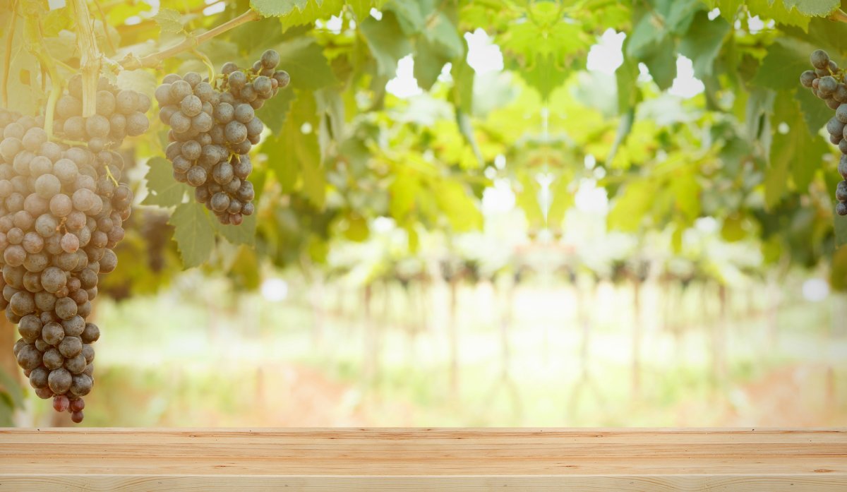 Гроздь винограда акварель