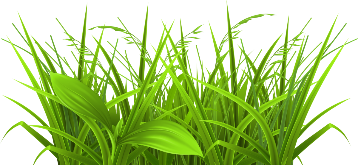 Растения на прозрачном фоне