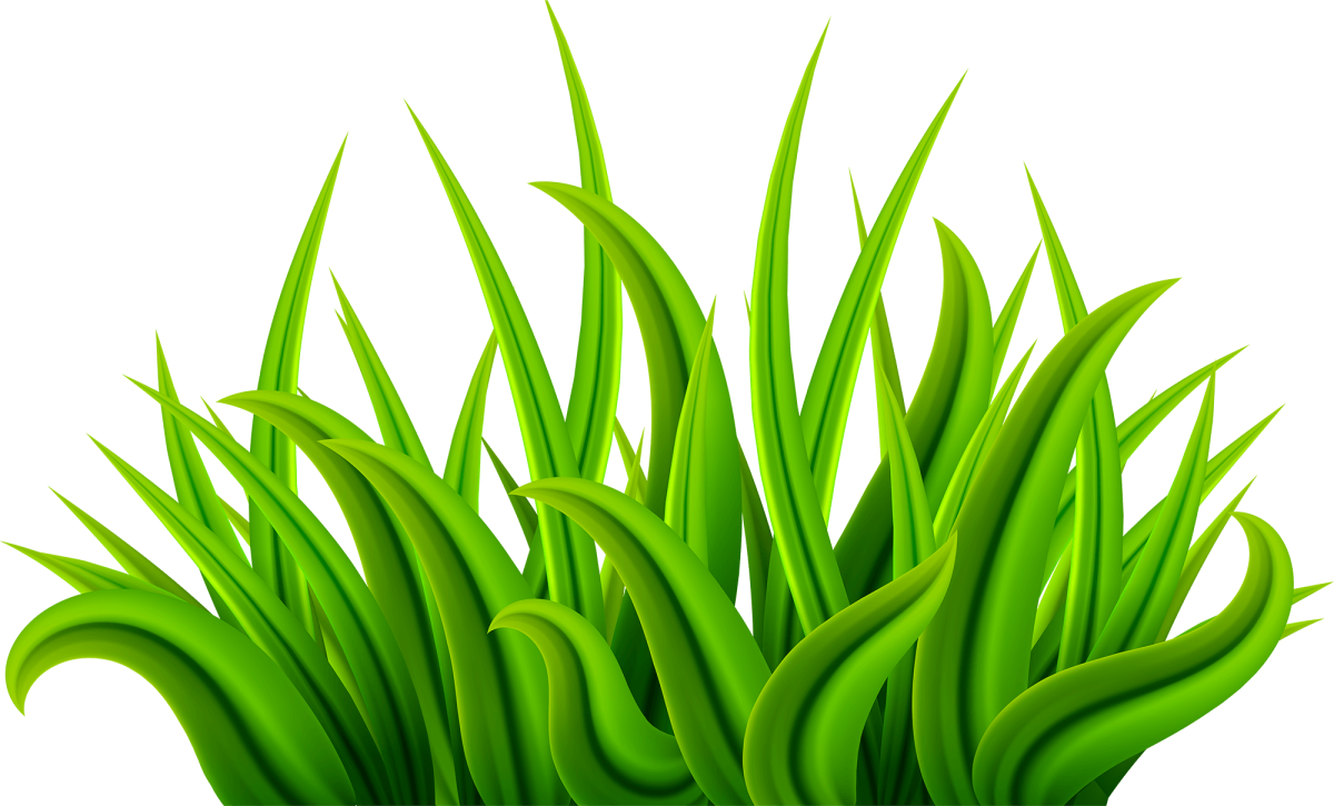Клипарт трава на прозрачном фоне