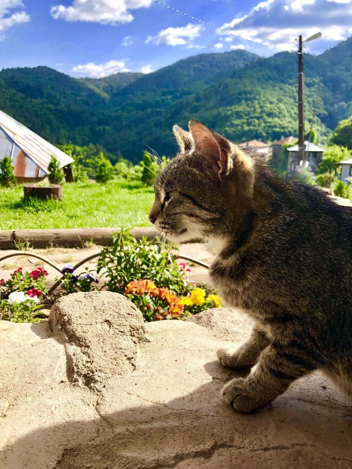 Стич картинки